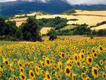 Sunflower Field