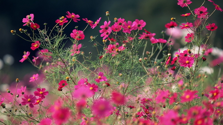 Pink and Pretty Cosmos - summer, lovely, foliage, pretty, shrub, wild, petals, pink, plant, flowers, grass, cosmos