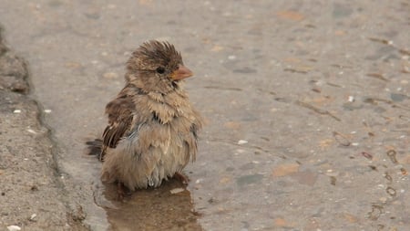 Cute Wet Bird - bird, water, pavement, cute, wet