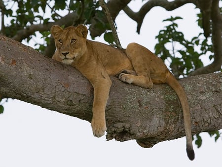 LION IN UGANDA - wildlife, lion, female, big cats, feline, tree, uganda