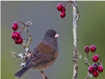 Bird and Berries