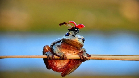 The Frog Prince !! - sitting, frog, beautiful, lady bug, head