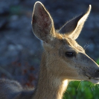 baby deer