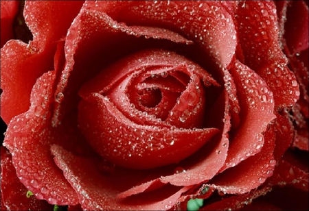 dewy red  rose - blossoms, flower, dew, rose, beautiful, plants, dewy, nature, bud, pretty, soft, buds, delecate, petals, nice, lovely, blooms