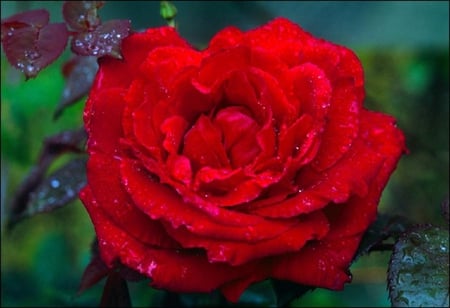 wild rose - pretty, blooms, blossoms, beautiful, buds, bud, lovely, flower, petals, nature, red, soft, rose, plants, nice, delecate