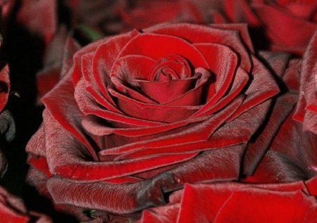 red rose - nice, buds, roses, soft, bud, rose, lovely, plants, delecate, nature, pretty, red, petals, beautiful, flowers, flower