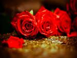 red roses