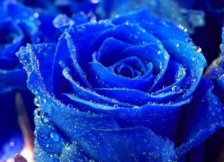 A petals of blue - pretty, roses, blue, beautiful, buds, bud, lovely, flower, petals, flowers, nature, soft, rose, plants, nice, delecate