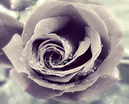 Crystal rose - nice, buds, roses, soft, bud, rose, lovely, plants, delecate, nature, pretty, petals, beautiful, flowers, flower