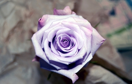 Soft purple rose - beauty, softness, petals, tenderness, tender, purple rose, rose, flower