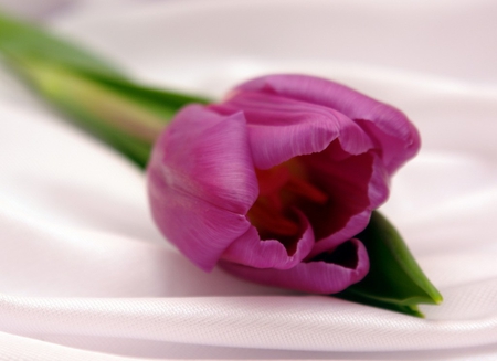 Single tulip - beauty, silk, soft, tenderness, tender, softness, purple, petals, leaves, tulip, flower