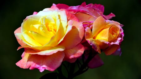 Roses Colors - red, flower, flowerbed, photgraphy, rose, pretty, pink, beautiful, flowers, photo, yellow, garden, white, roses, nature