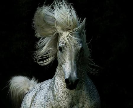 White Horse - eyes, white, mane, horse