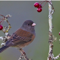 Beautiful bird with berries.