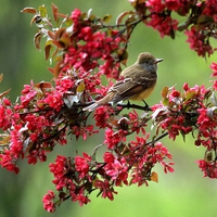 Bird and blossom.