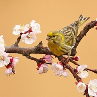 Bird and blossom.