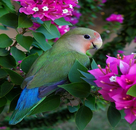 Parrot. - flower, bouganvillea, bird, parrot, leaf, colour