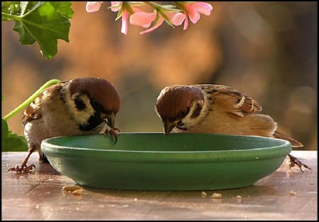 Thirsty birds. - bowl, thirst, water, bird, flower, sparrow