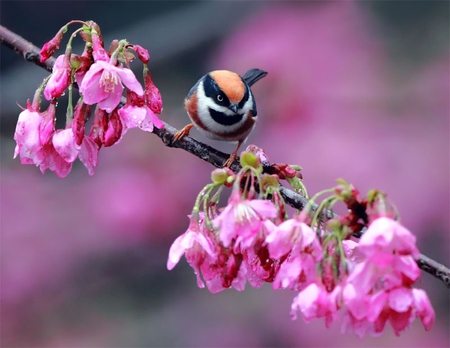 Tit bird. - tit, flower, bird, blossom, perch