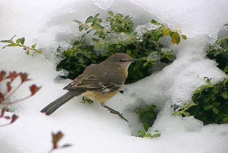 Waiting for spring. - ice, snow, winter, plant, robin, bird