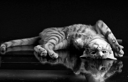 Frisky Feline - reflections, silly, playful, cuddly, tabby, cute, kitty