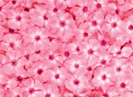 Pink carpet - flowers, tenderness, carpet, soft, beauty, petals, pink, softness