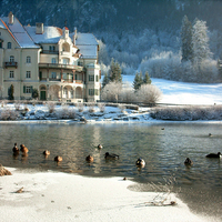 Ducks on the Lake