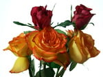 flowers_roses