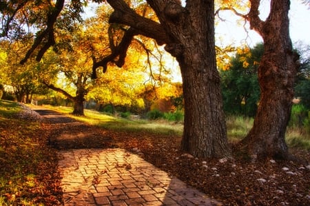 Autumn-HDR - nice, beauty, season, autumn, trees, photography, great, path, amazing, view, pretty, cool, trail, walk, hdr, tree, landscape, park, place, lovely, nature, alley, beautiful, leaves, colors