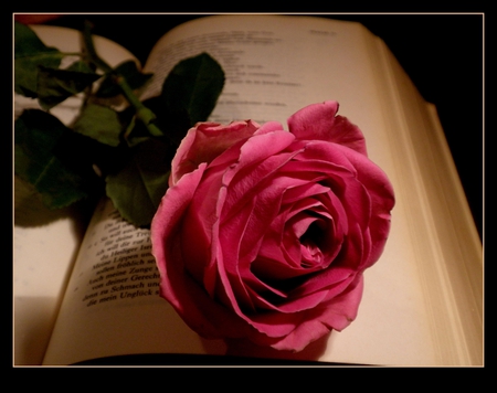 stiLL rose - 3d, red, rose, book, flower