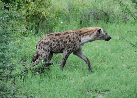 Hyena - animal, africa, hyena, animals, wildlife