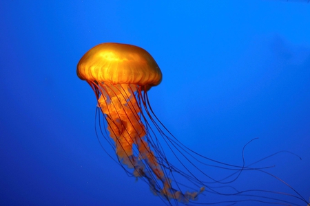 Jellyfish - jellyfish, nature, blue, sea, ocean