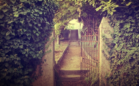 the walkway - gate, photography, ivy, path, nature, architecture, manmade, green, artistic