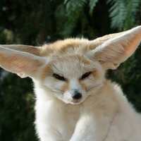Fennec Fox