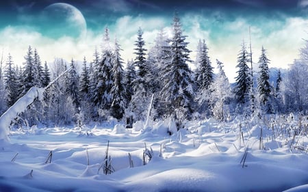 winter snowy forest - snowy, forest, winter, moon, trees, nature, snow, cold