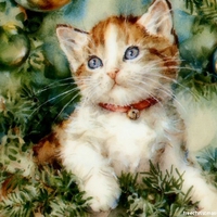 Christmas Cat
