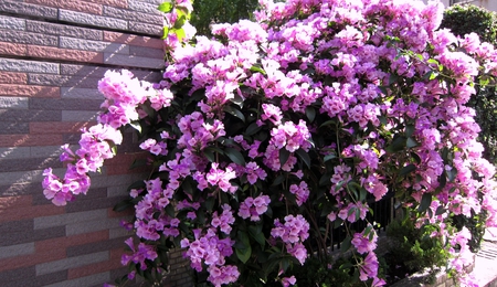 Blooming flowers - flowers, brilliant, brick wall, blooming