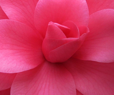 Pink flower