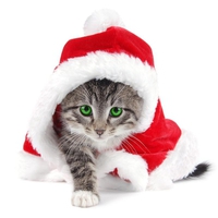 Santa Kitty