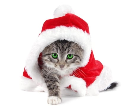 Santa Kitty