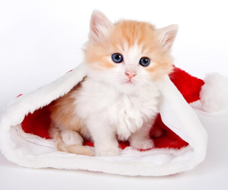 Beautiful Christmas - cute kitten, adorable, holiday, santa hat