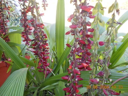 A hanging garden. - mickey, flowers, red flowers, green leaves