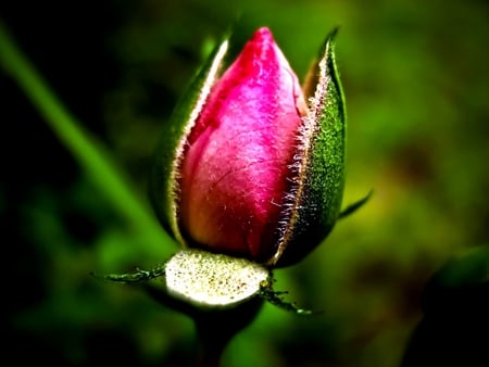 New Life is Going to Start - beauty, flowerbed, roses, bud, rose, nature, photgraphy, pink, beautiful, flowers, photo, garden, flower