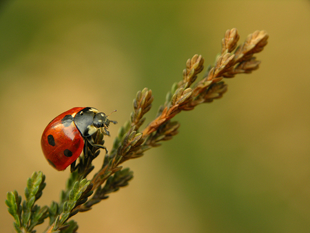 ladybug - nature, red, ladybug, spots, ladybird, tree