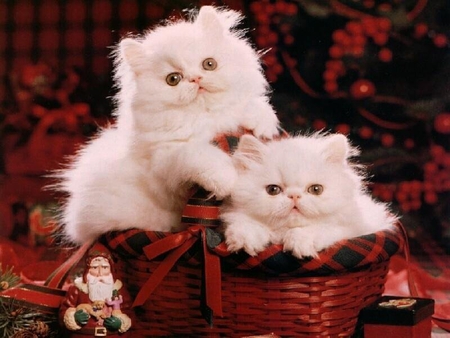 Xmas kittens