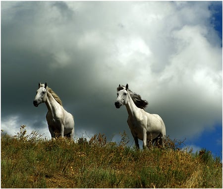 horses - clouds, white, nature, horses, sky