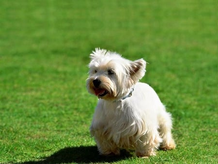 White Terrior - dog, terrior, white, grass