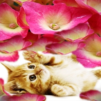 Pretty Kitty