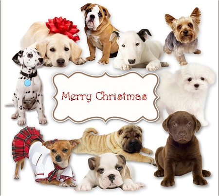 My Christmas gift for doglovers!! - christmas, dog, puppy, animal