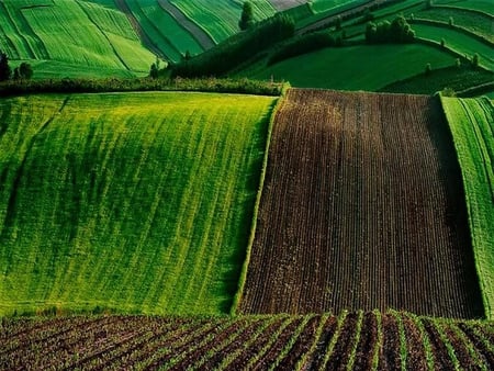 Crops - field, crops, dirt, green